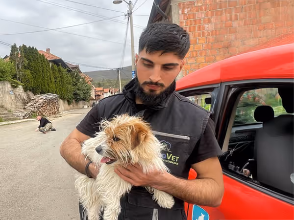 Strassenhund und Tierarzt in Leposavic