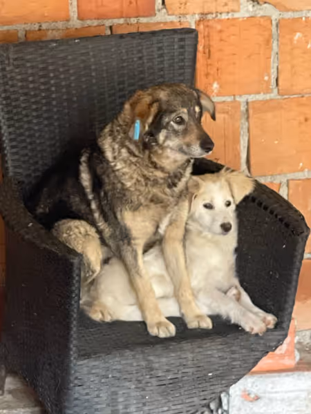 Strassenhund und Tierarzt in Leposavic