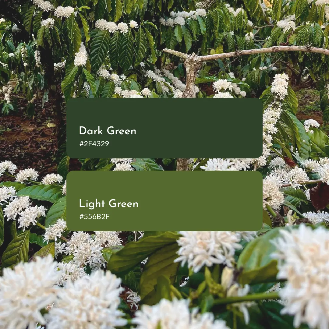 Lush coffee blossoms and green leaves fill the image, overlayed with color swatches labeled Dark Green (#2F4329) and Light Green (#556B2F).