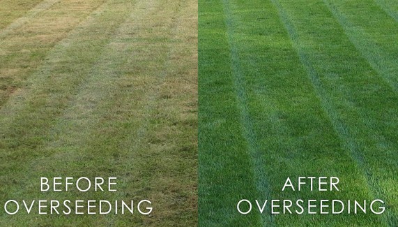 Lawn Overseeding