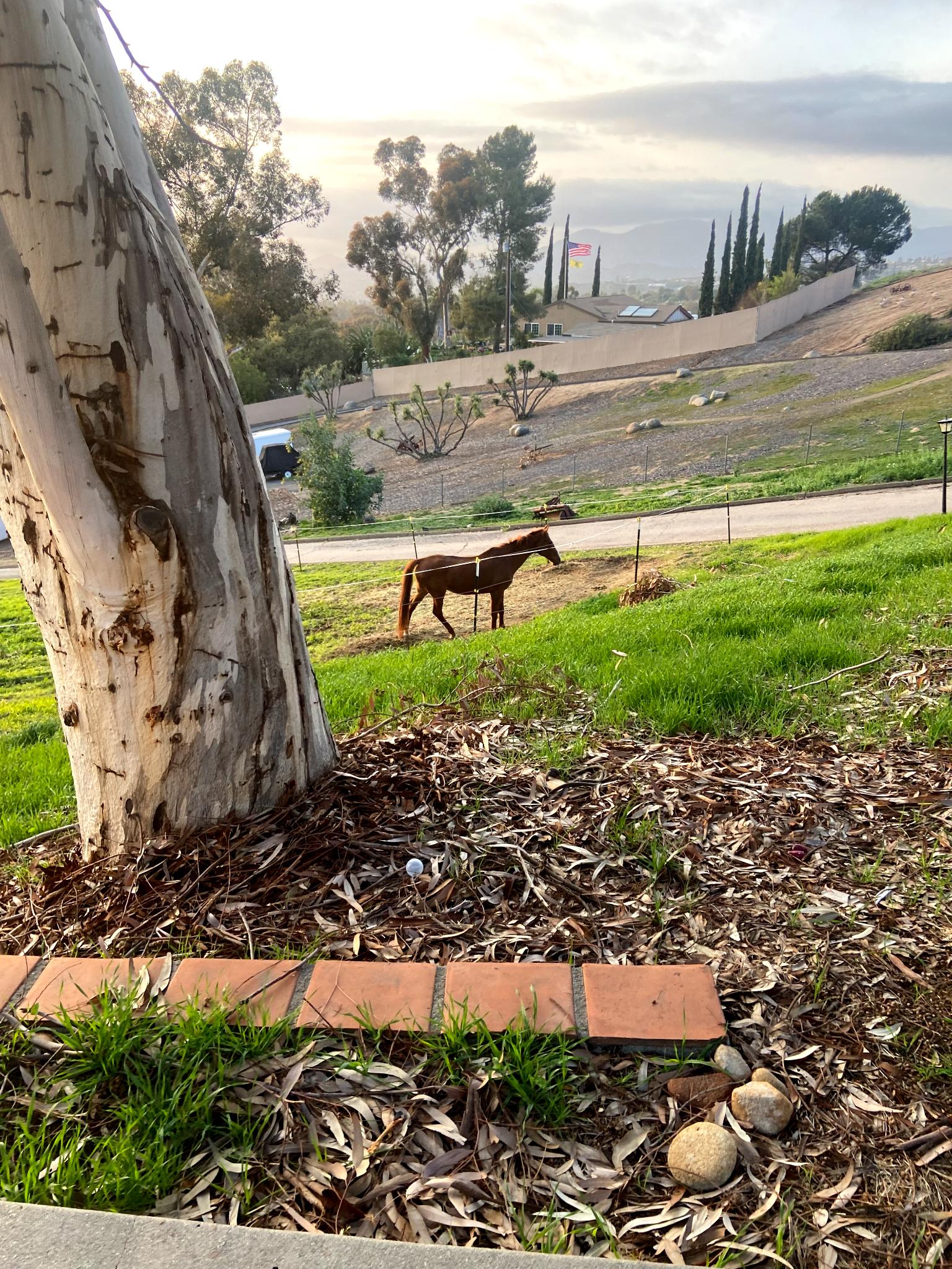 Brown horse