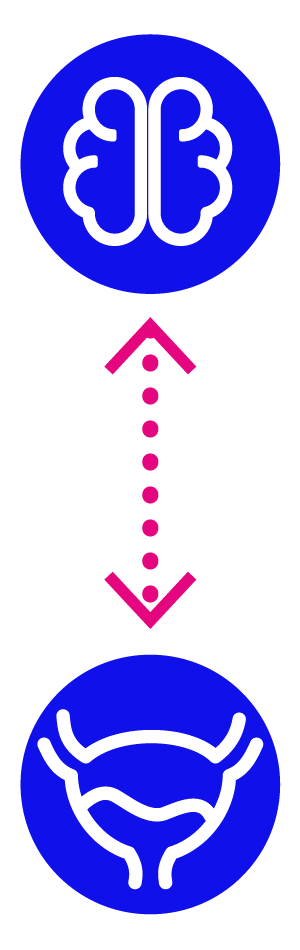 Icon that shows the connection between brain and bladder