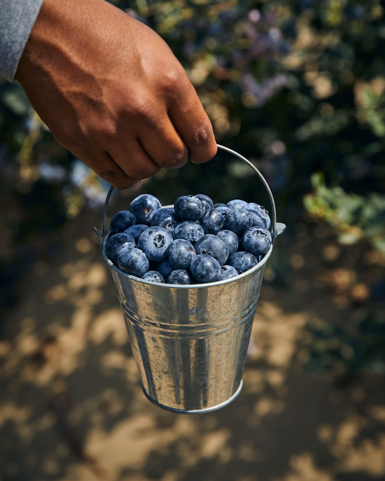 Hand holding a small metal bucket filled with fresh blueberries outdoors.
