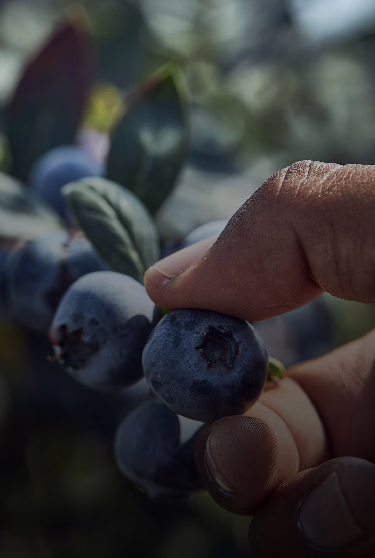 Close-up of a hand picking a ripe blueberry from a cluster on the shrub.