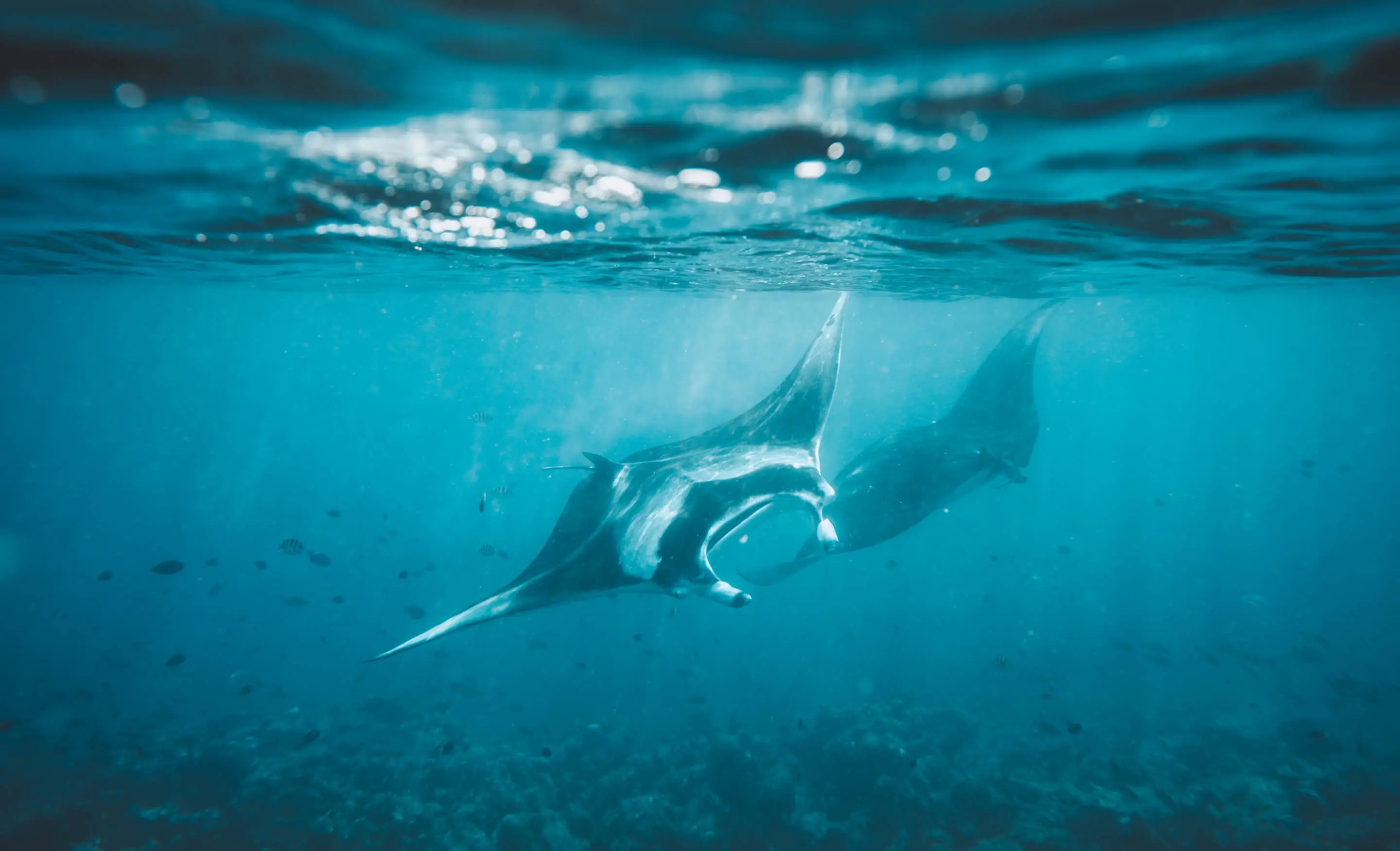 Surf & Dive