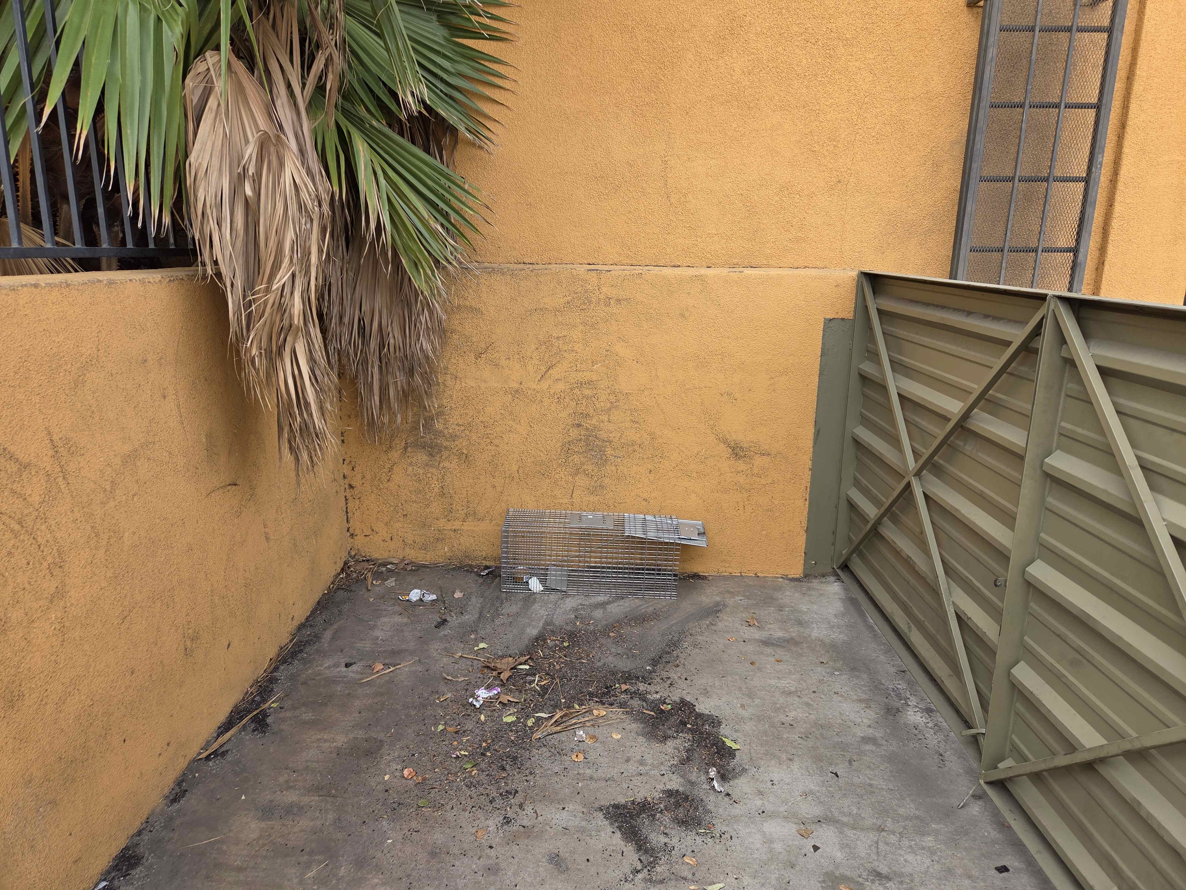 Rodent live trap placed against exterior wall near building in Redlands for pest control service in Hemet, CA
