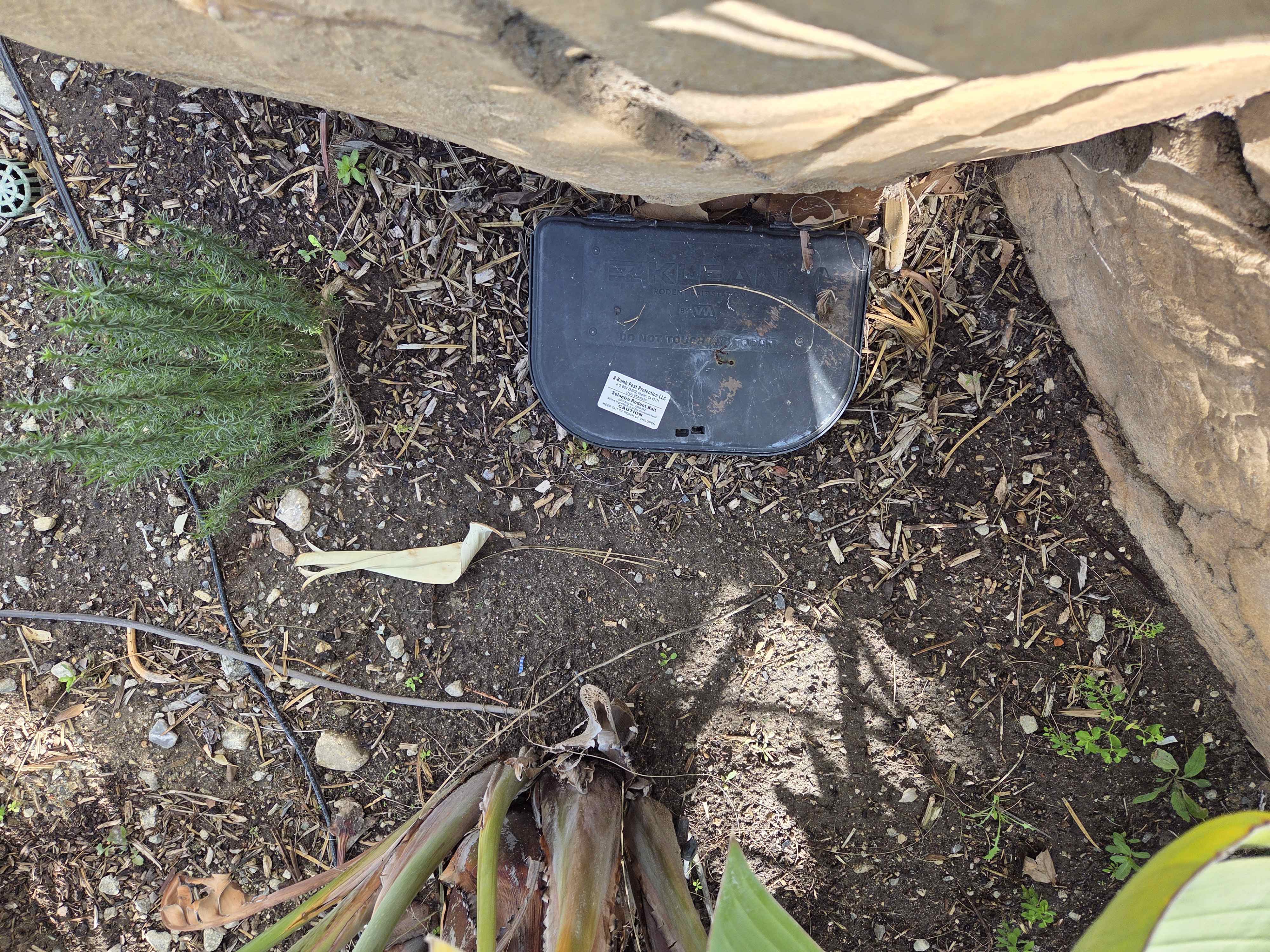 Outdoor gopher bait station placed near home foundation in Hemet, CA