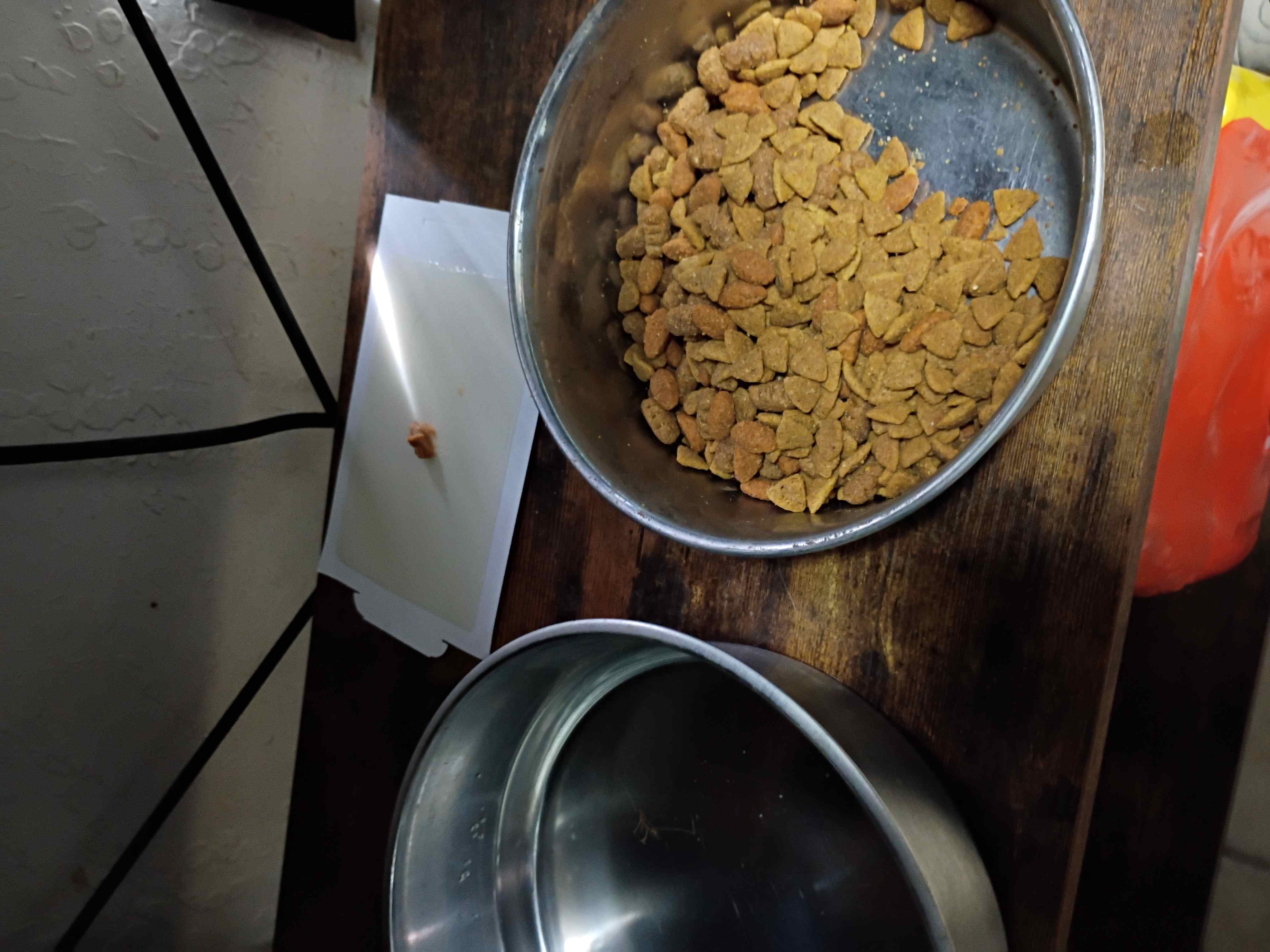 Mice removal - Mouse caught on sticky trap near pet food bowls in Hemet, CA kitchen area