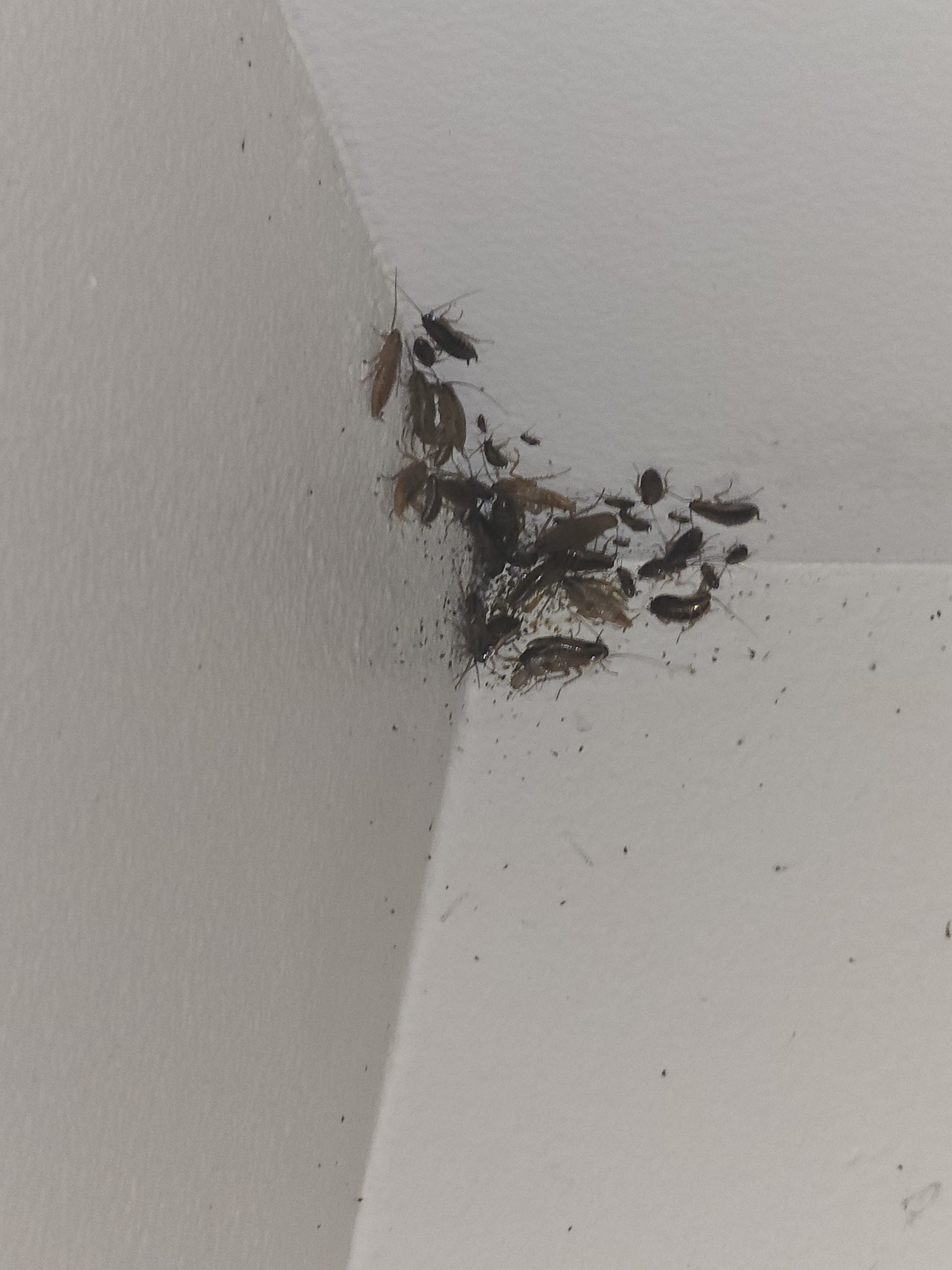 Flea and tick extermination in Temecula CA for indoor pest infestation