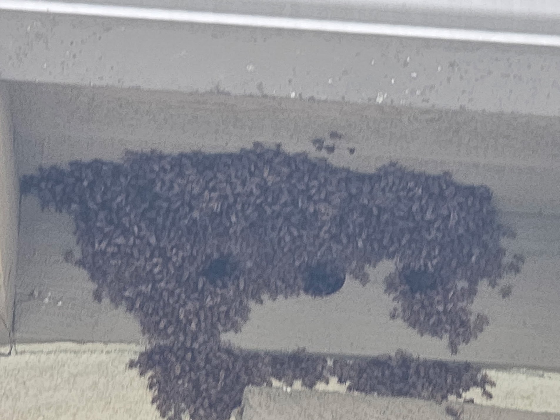 Emergency pest control services in Temecula CA for active bee swarm removal