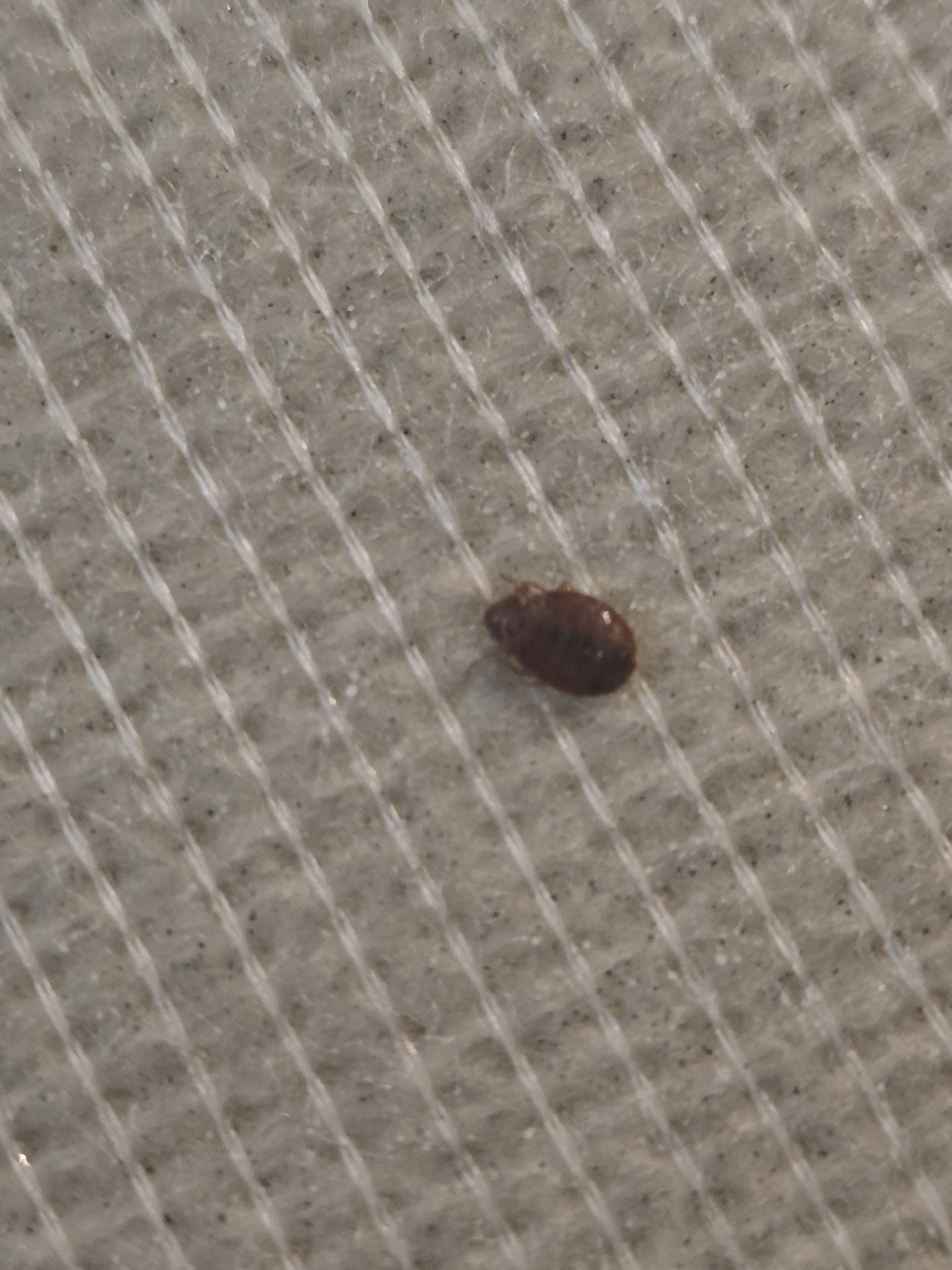 Insect pest control in Temecula CA for bed bug inspection and treatment services