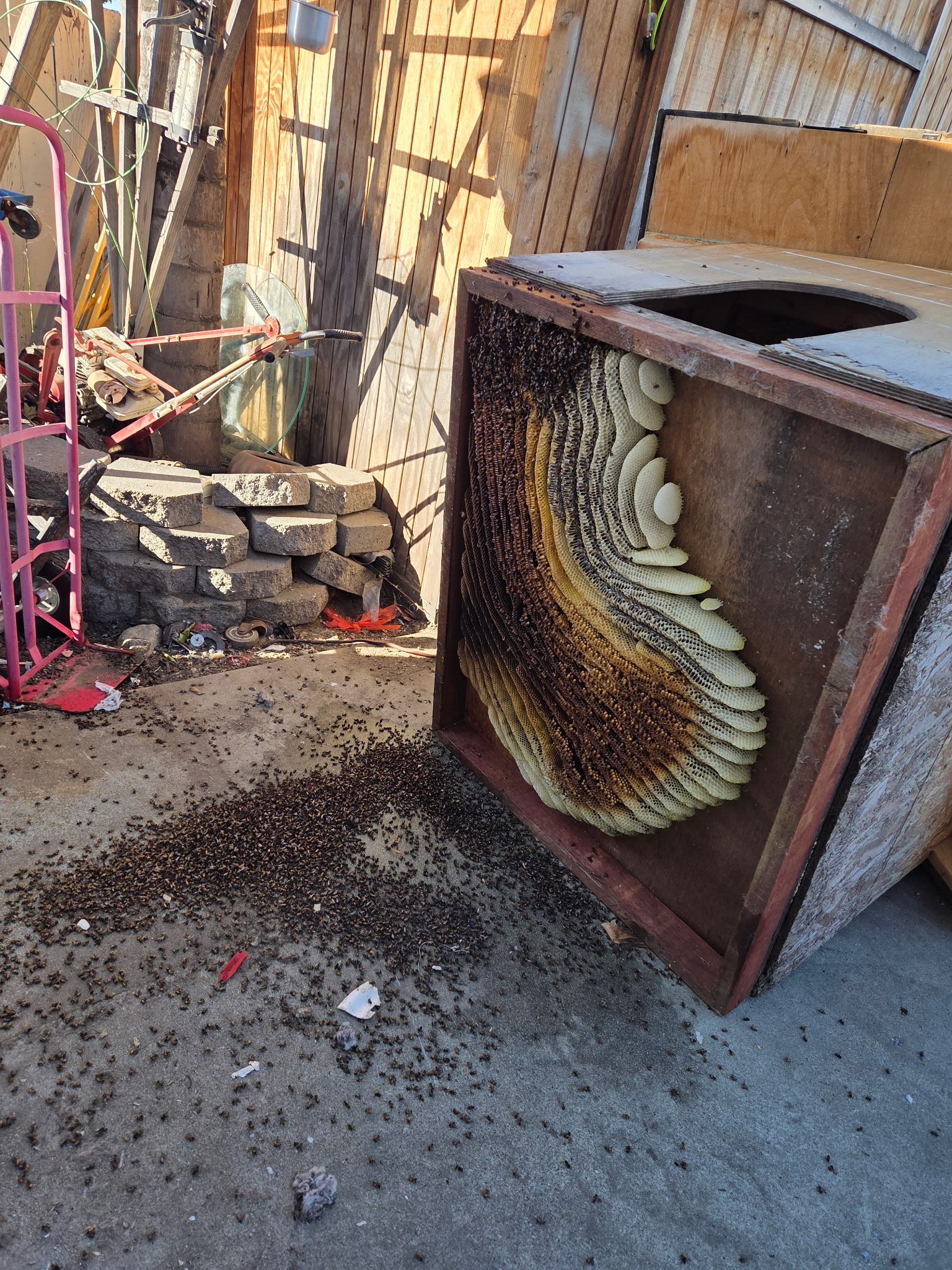 Bees and wasp nest removal in Temecula CA with large hive extraction