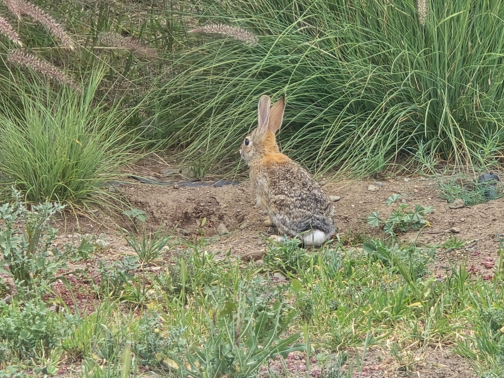 Eco-friendly pest control in Murrieta CA with rabbit-safe outdoor treatment