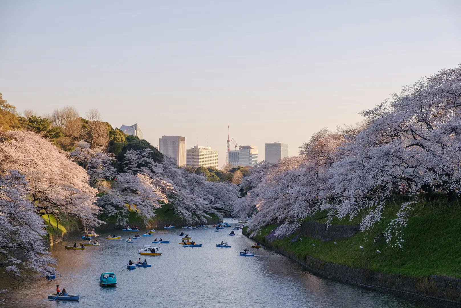Boats with people float on a tranquil river lined with lush cherry blossom trees in full bloom, set against a distant cityscape under a clear sky.