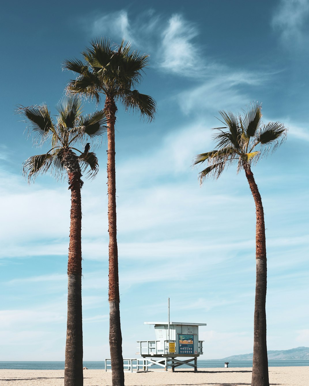 A palm tree by the water at Venice Beach in Los Angeles on a sunny day.