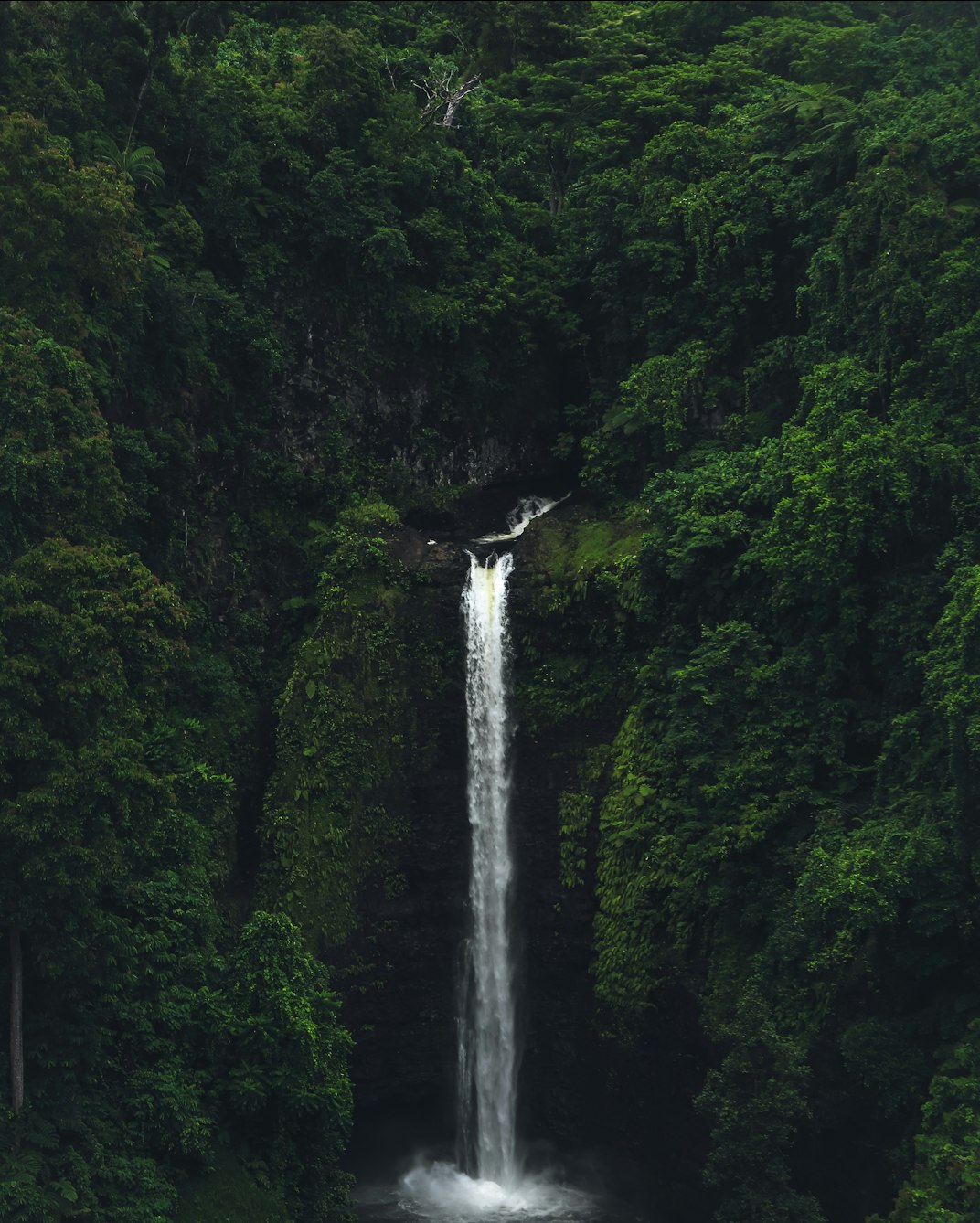A tall waterfall dropping through dense green rainforest in Samoa.