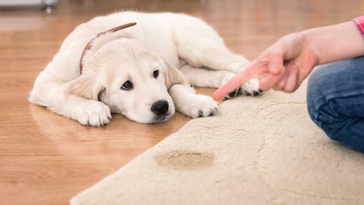 Pet Urine on Carpet