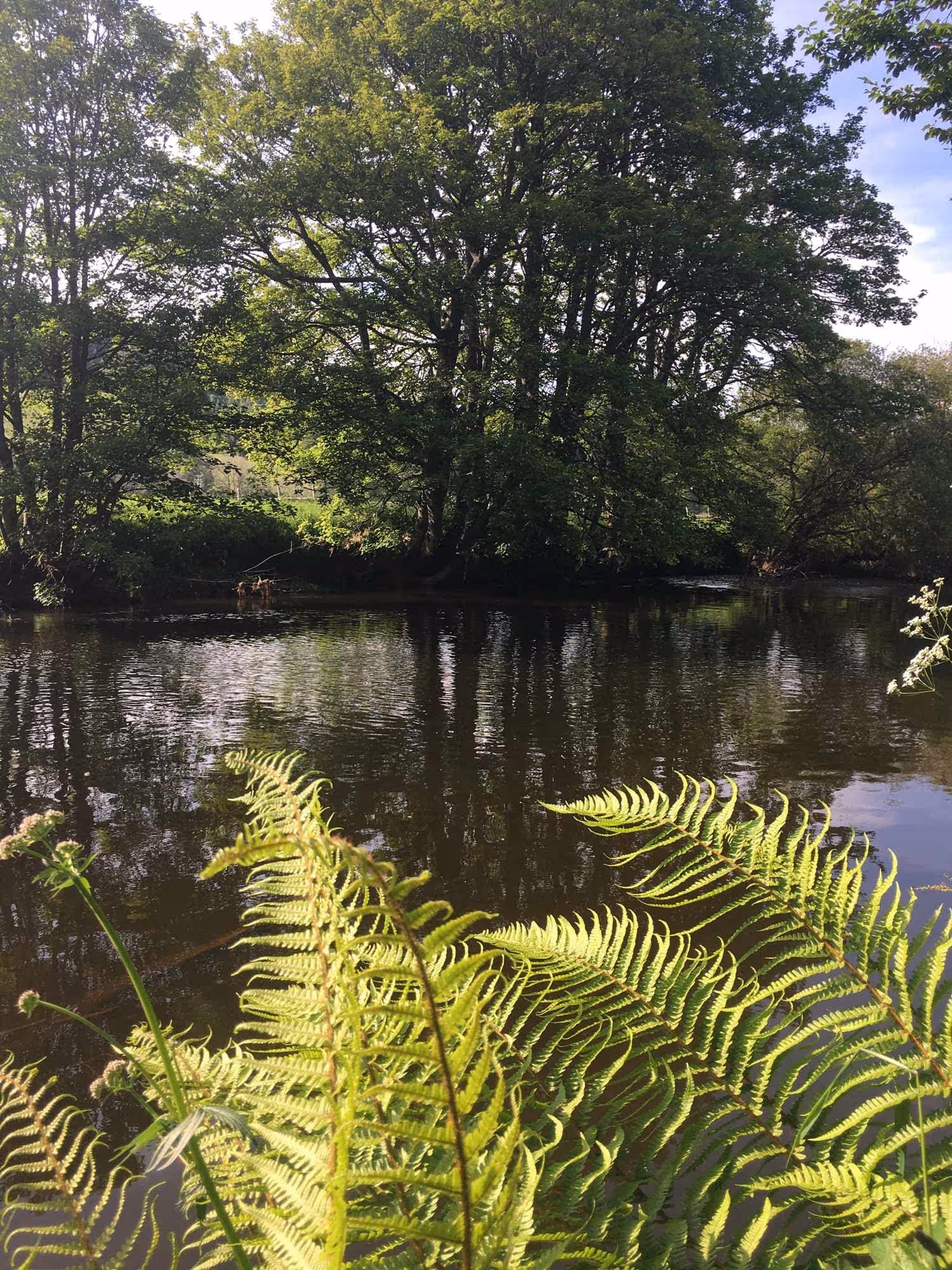 River-Tweed-Easterknowe