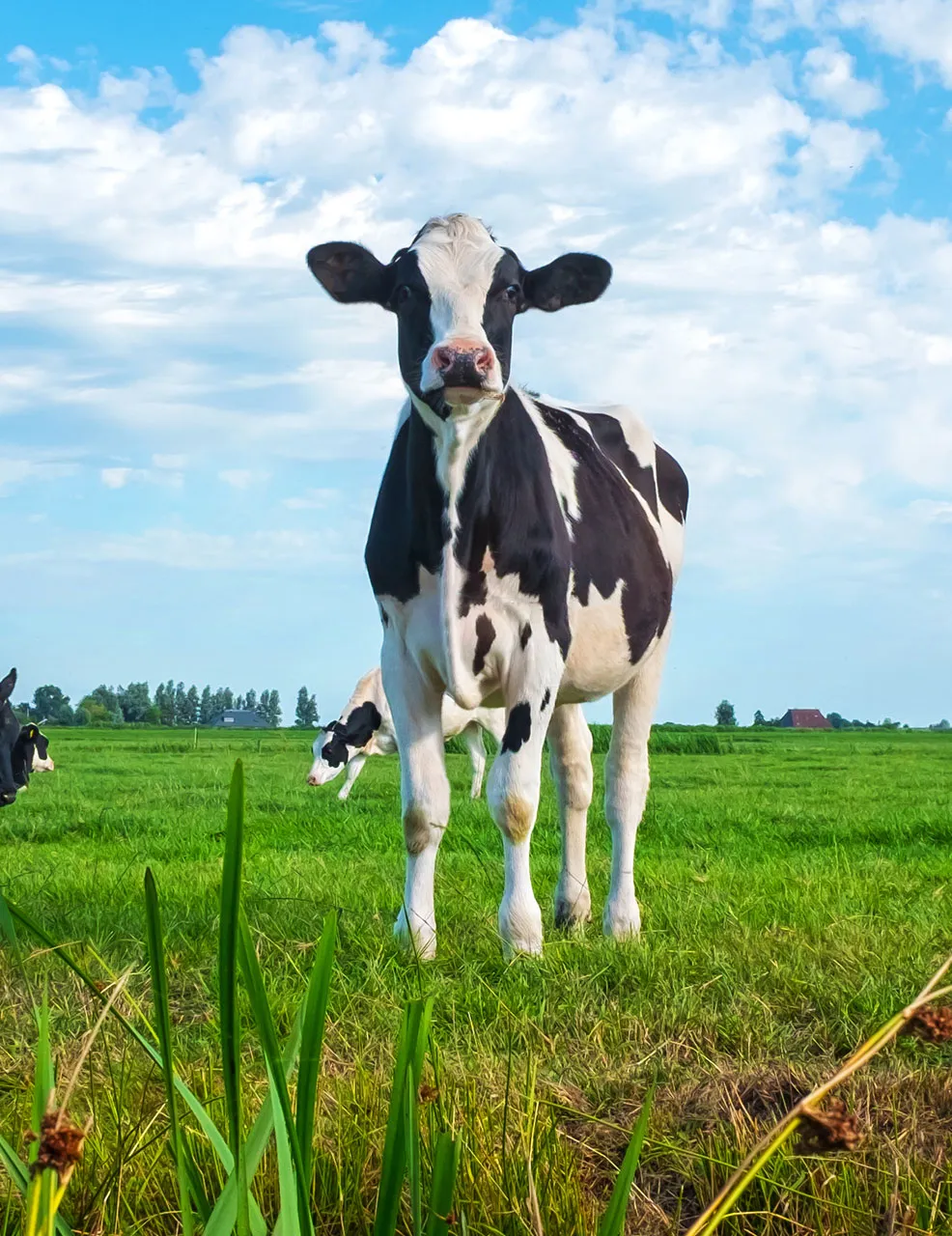 Climatec Group - Cow
