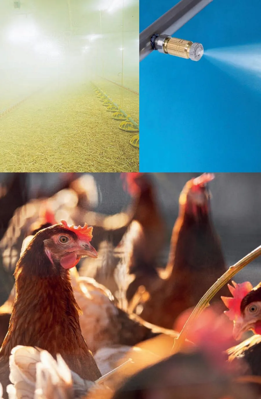 Collage showing misted poultry barn interior, a metal misting nozzle spraying water, and close-up of brown chickens.