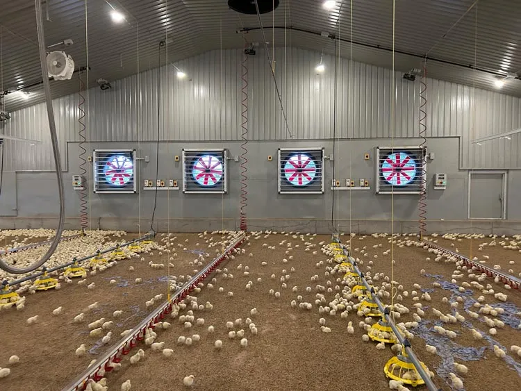 Indoor poultry farm with many chicks on the ground and large ventilation fans on the back wall.