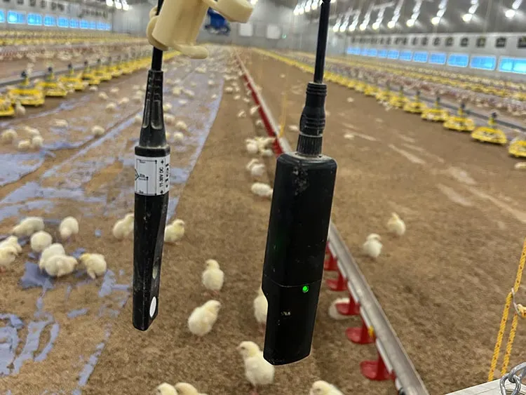 Black sensors hanging inside a poultry farm with many small chicks on the ground.