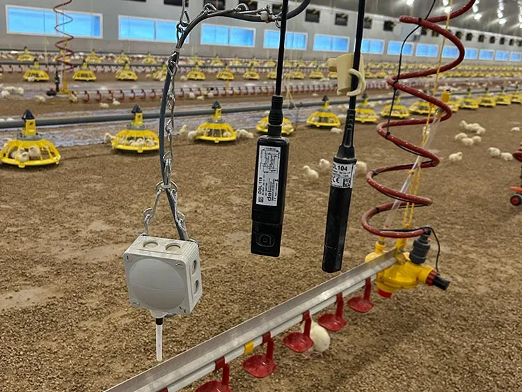 Sensors and automated feeders installed in a large poultry farm with chicks on the ground.