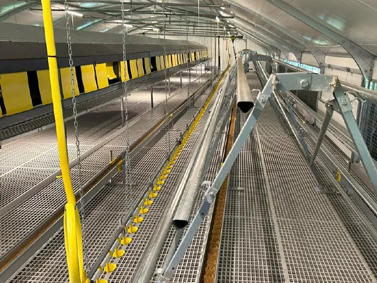 Interior view of a large industrial poultry shed with metal feeding pipes and yellow feeder lines.