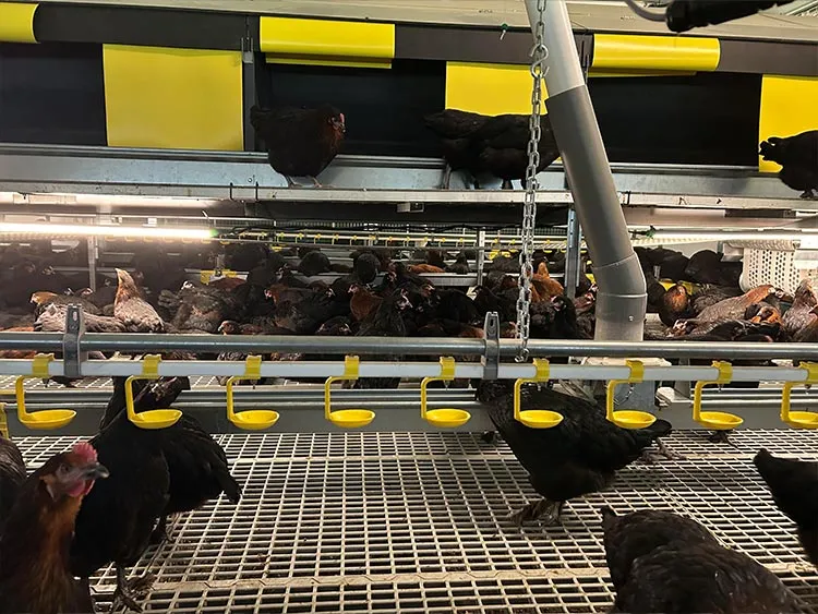 Interior view of a poultry farm with black chickens gathered around yellow poultry drinkers attached to metal pipes.