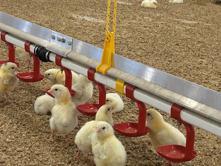 Yellow chicks gathering around a poultry feeder with red drinking cups inside a broiler shed.