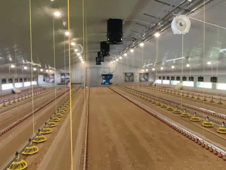 Interior view of an empty large poultry broiler shed with feeding and watering systems.