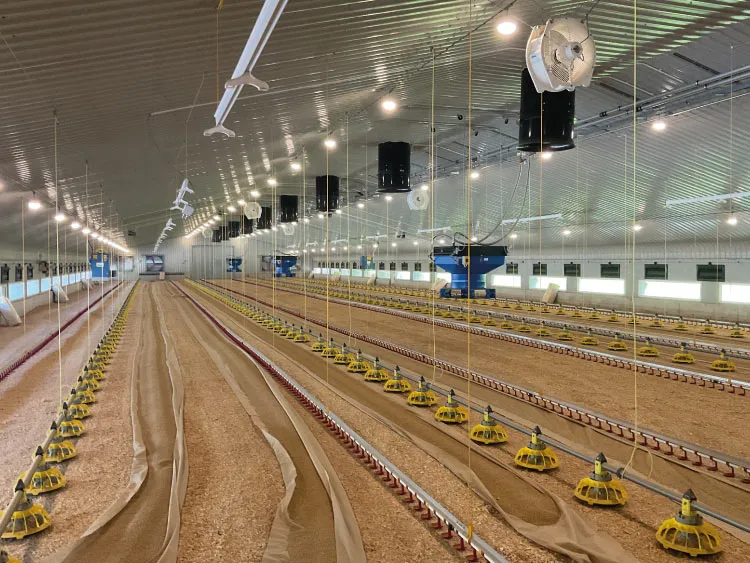 Interior view of a large, clean poultry broiler shed with automated feeding and watering systems.