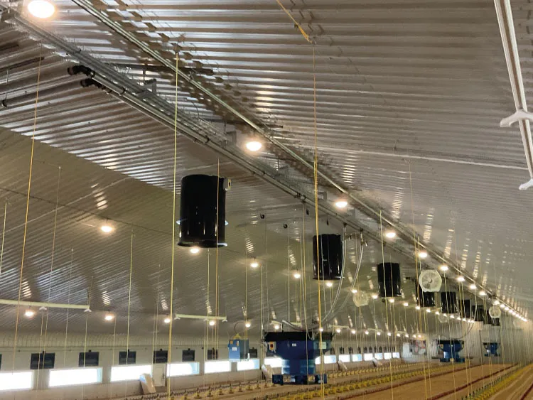 Interior of a large broiler shed with ceiling fans and yellow hanging lines above poultry feeding troughs.