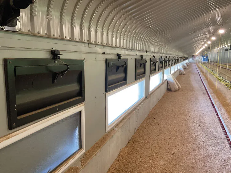 Interior view of a long poultry broiler shed with ventilation windows and feeding equipment.