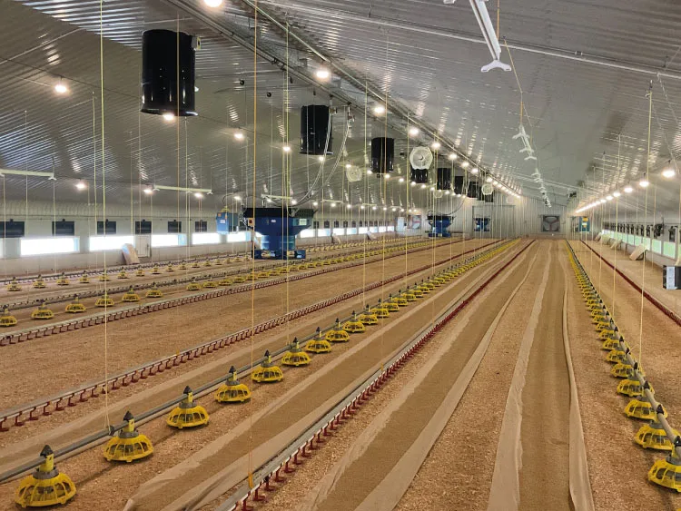 Interior of a large, clean poultry broiler shed with feeding lines and ventilation fans.