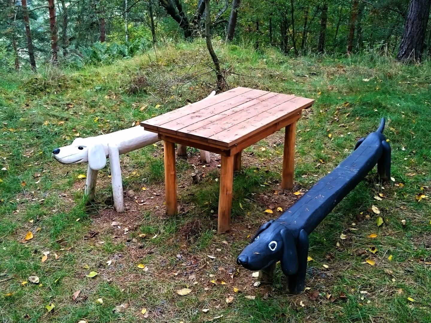 forest trail zlutice