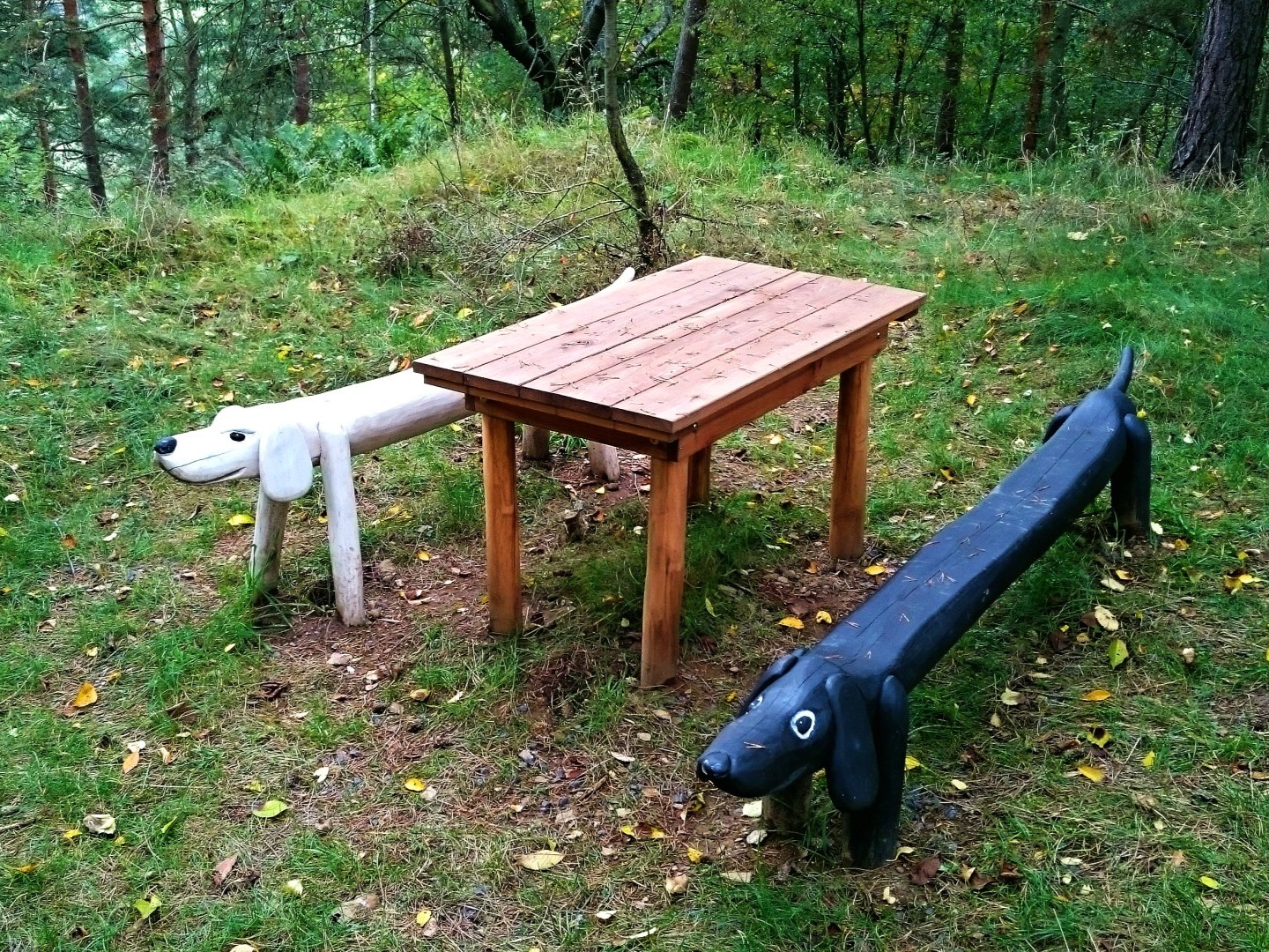 forest trail zlutice