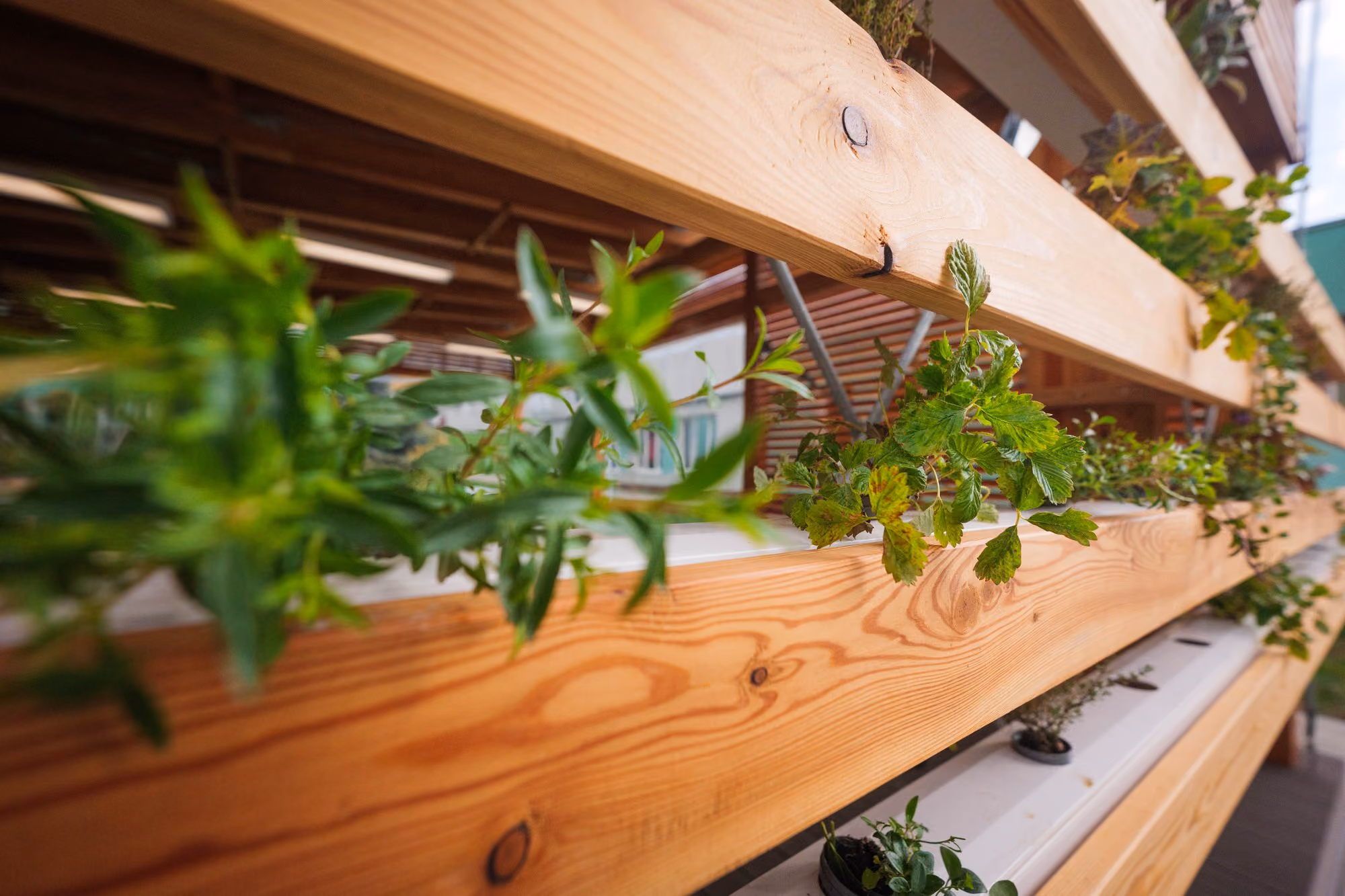 outdoor classroom with hydroponics
