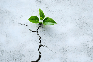 A small green plant with leaves grows out of a crack in a concrete surface.
