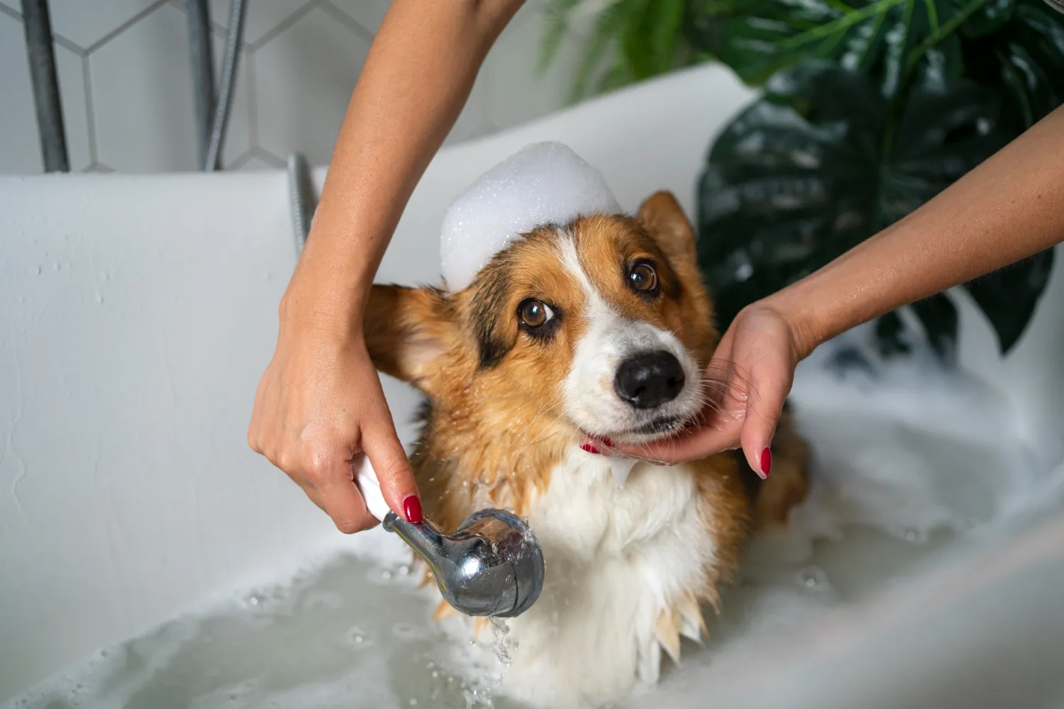 A dog getting a bath in a bath tub.