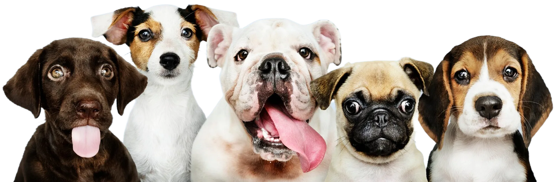 A group of dogs with their tongue out.