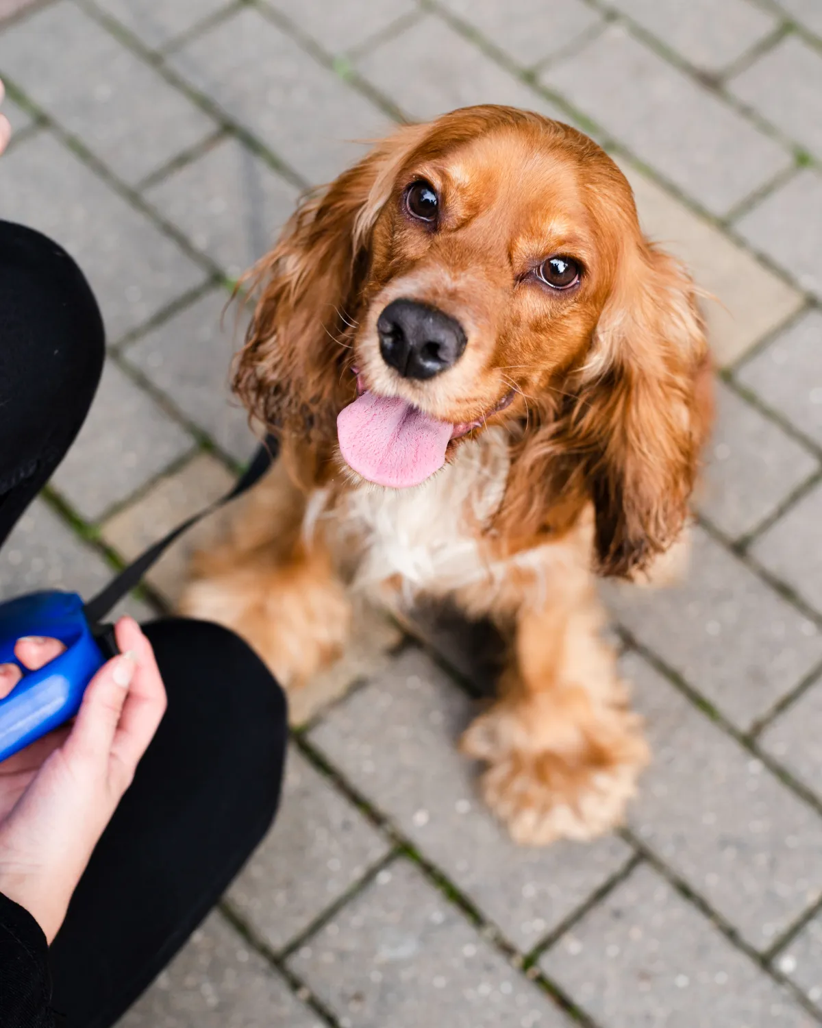 A dog sitting on the ground with a person holding a remote.