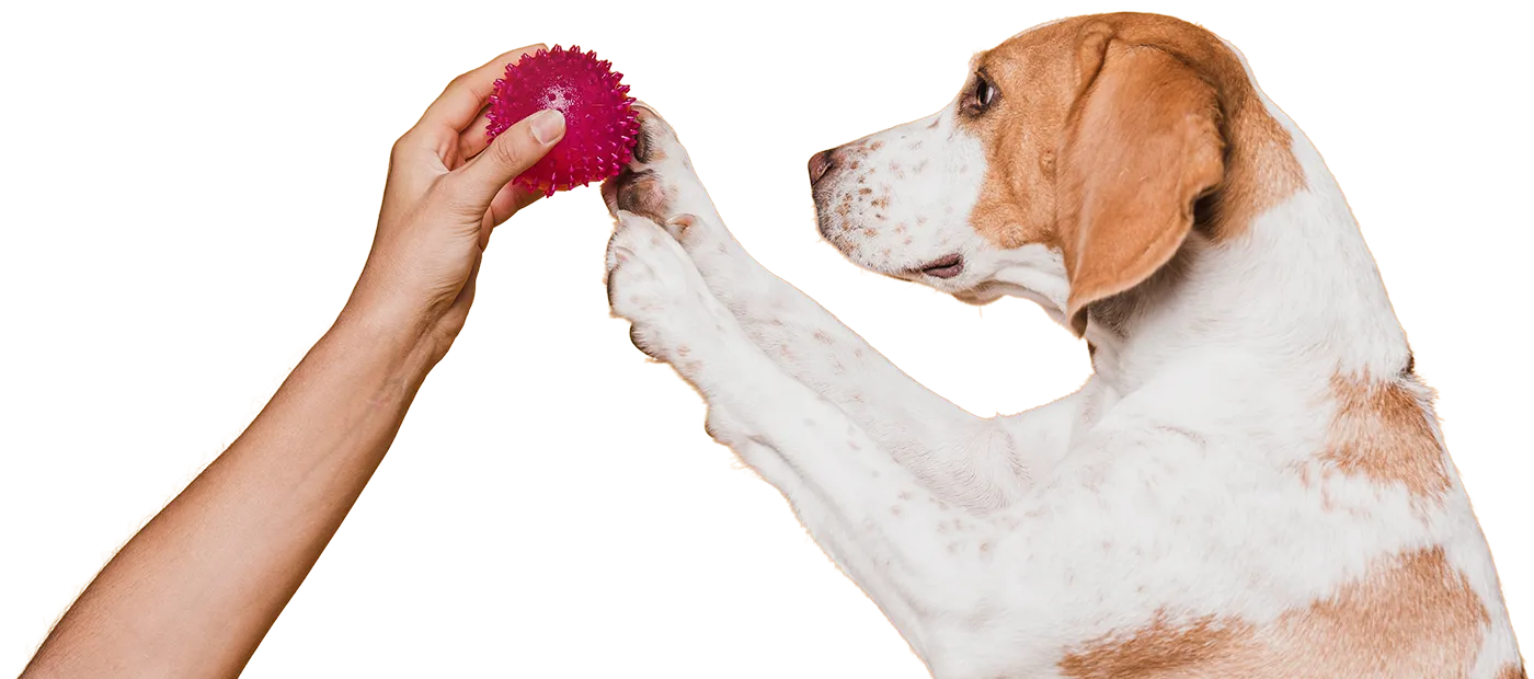 A brown and white dog holding a red ball in it's paws.