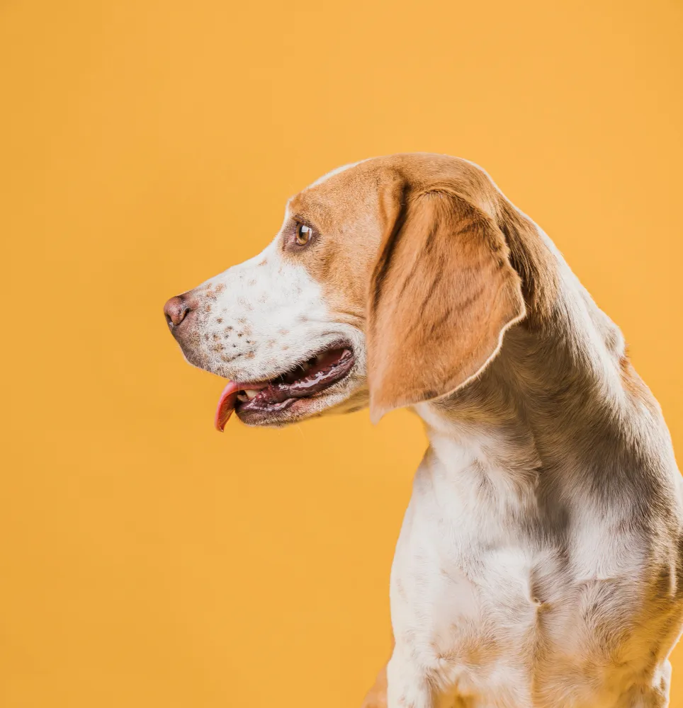 A brown and white dog standing on a yellow background.