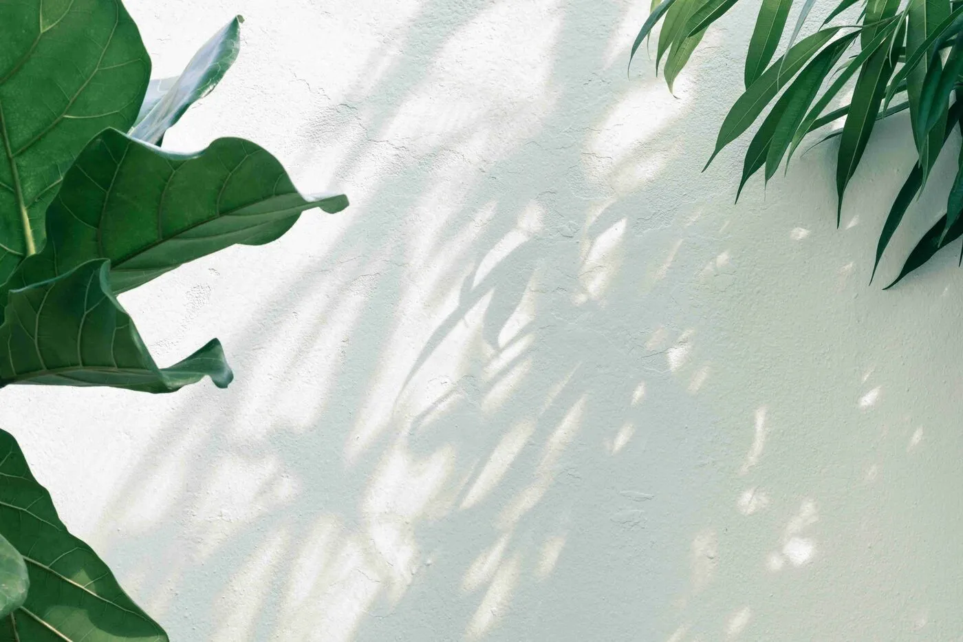 Eine helle weiße Wand mit Schatten, die von grünen Blättern erzeugt werden. Die Pflanzen in verschiedenen Grüntönen sind teilweise sichtbar, und der Schatten vermittelt ein Gefühl von Ruhe und Natur. Ideal geeignet für eine Ferienwohnung oder Ferienvermietung.