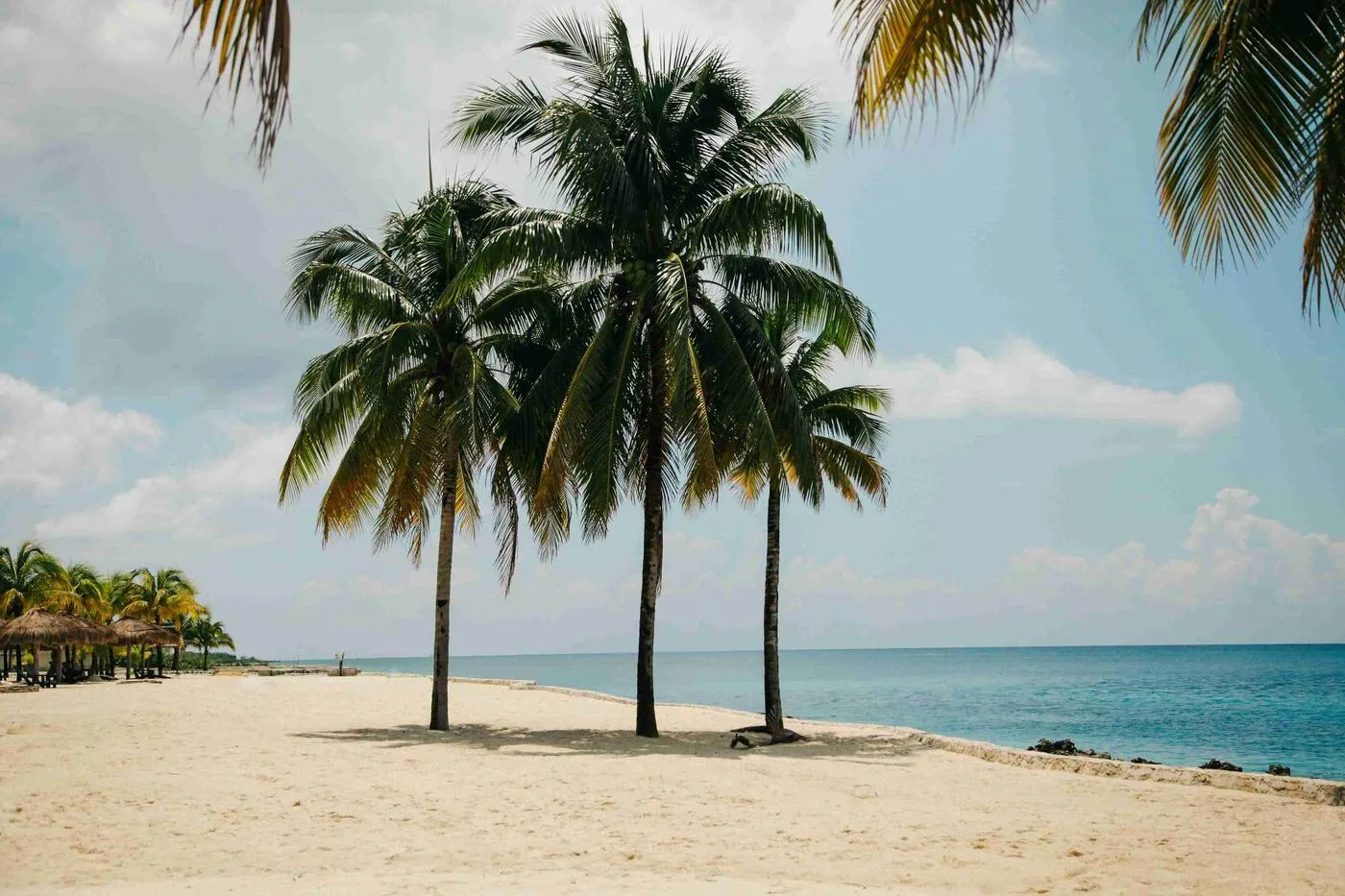 Eine tropische Szene am Strand mit mehreren grünen Palmen, die sich sanft im Wind wiegen. Der helle Sandstrand erstreckt sich in der Nähe des klaren blauen Wassers des Meeres unter einem strahlend blauen Himmel. Perfekt für eine Ferienwohnung oder Ferienvermietung.