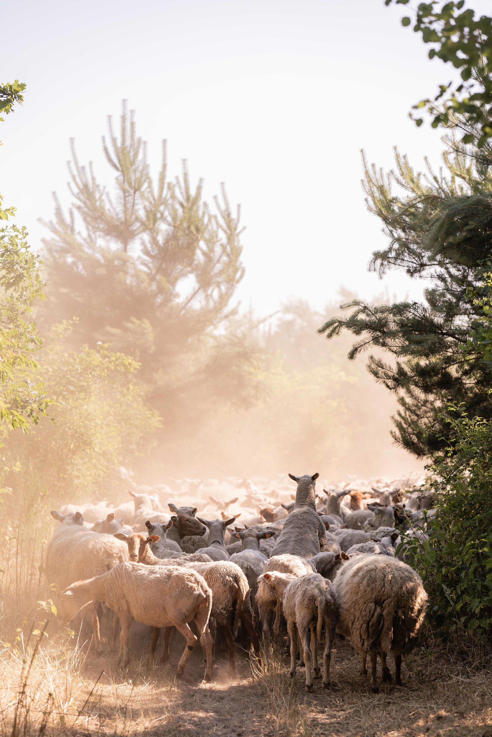 A flock of sheep moving through golden morning dust between the trees
