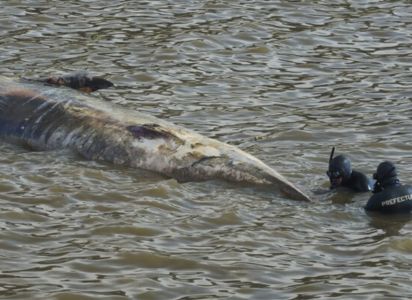 ballena aparece muerta en aguas fluviales