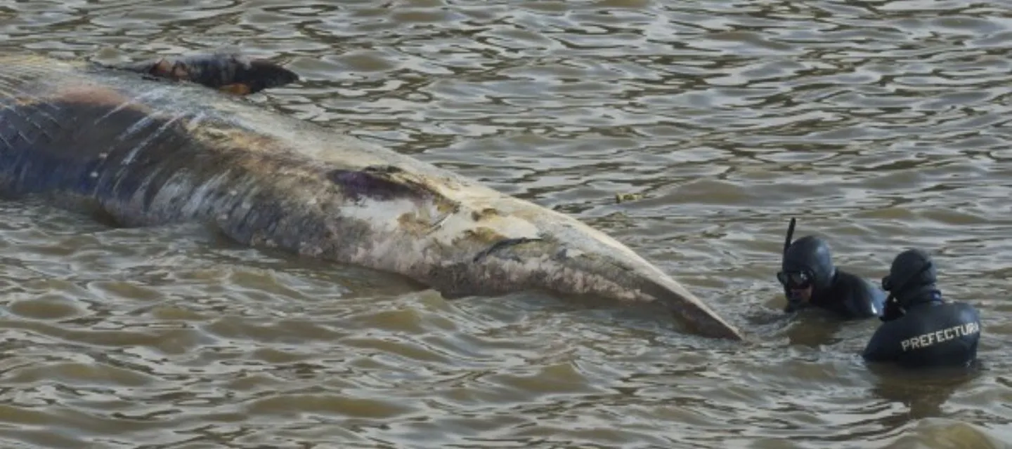 ballena aparece muerta en Argentina