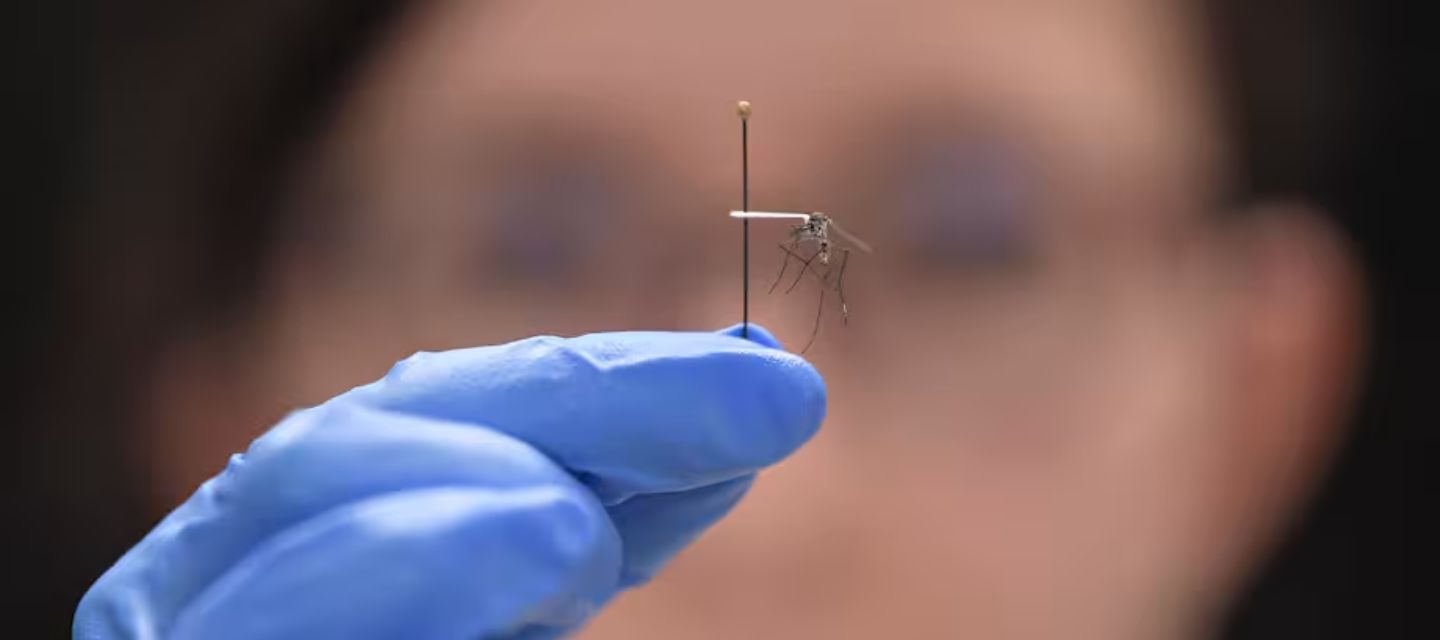 alerta por expansión del chikunguña.